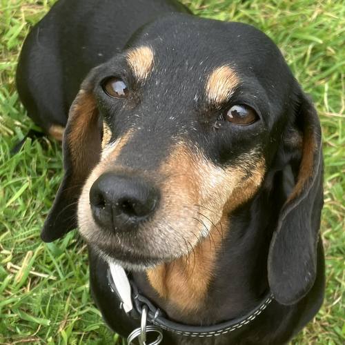 Josie 